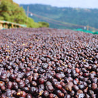 Awakening - Ethiopia Guji Danbi Natural