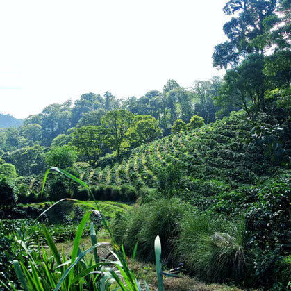 Rift - Nicaragua La Bastilla Anaerobic Natural