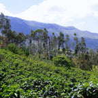 Remnant - Peru Chonta Washed