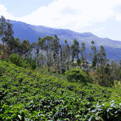 Remnant - Peru Chonta Washed
